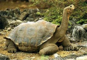 Breshka me e madhe ne bote