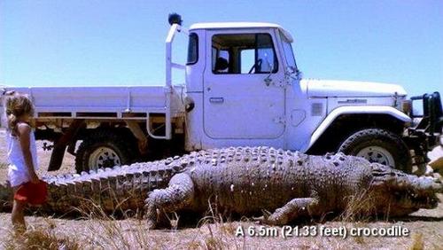 krokodili me e madh ne bote