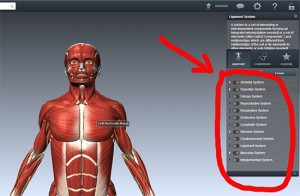 anatomia e njeriut