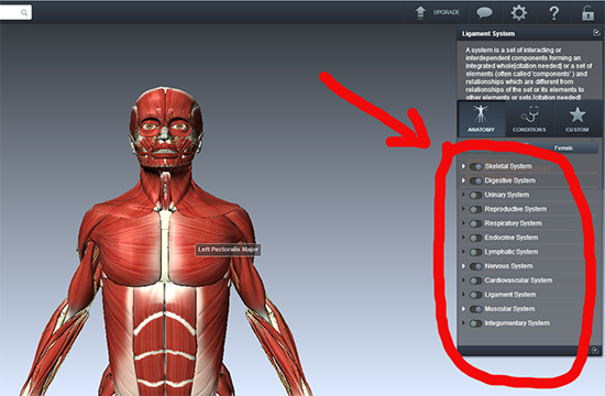 anatomia e njeriut