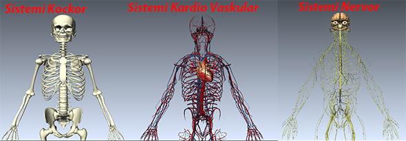sistemi kockor sistemi kardiovaskular sistemi nervor