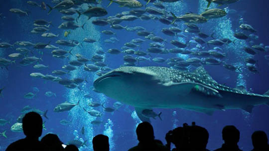 Atlanta-Georgia-Aquarium