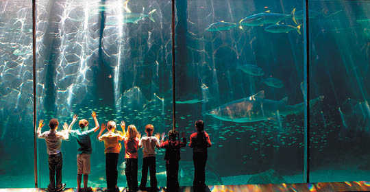 Cape-Town-Two-Oceans-Aquarium