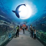 Il Dubai Aquarium negli Emirati Arabi